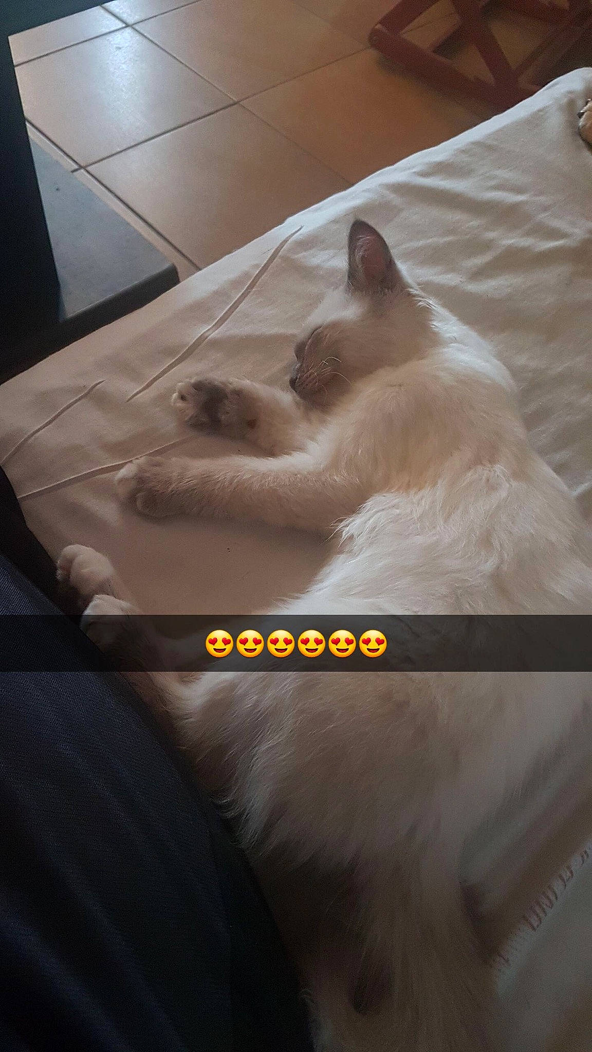 Shadow a rejoint le concours — aidez-le/la à gagner de superbes lots ! balinese, burmese, burmilla, carnivore, cat, colorpoint_shorthair, fawn, felidae, kitten, ragdoll, small_to_medium_sized_cats, thai, tonkinese, turkish_angora, whiskers