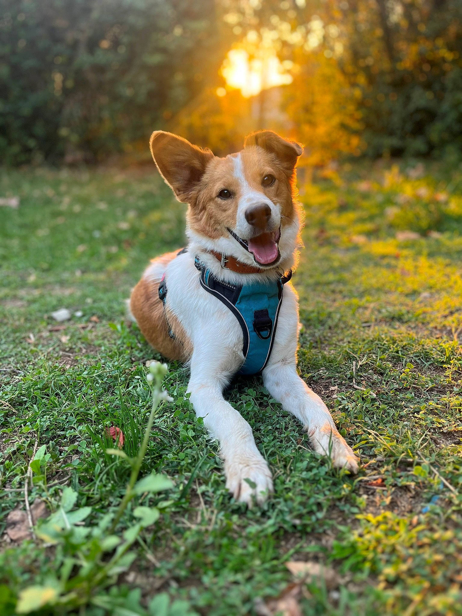 Yaku participe au concours pour gagner de l'argent avec cette photo : autumn, canidae, carnivore, companion_dog, dog, dog_breed, fawn, grass, grassland, happy, natural_landscape, people_in_nature, plant, sitting, sporting_group, tail, terrier, tree, walking, whiskers