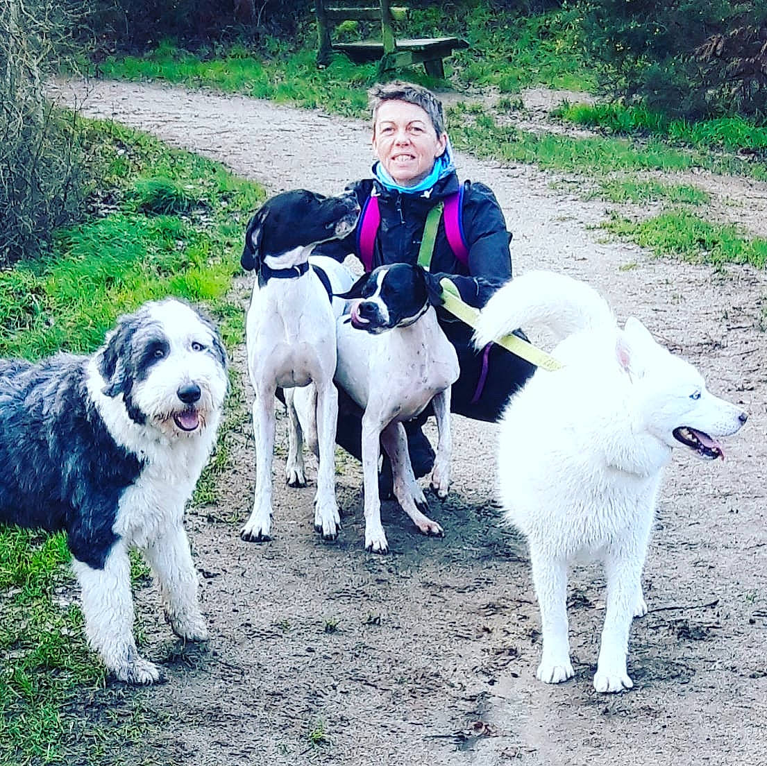 Lego participe au concours pour gagner de l'argent avec cette photo : ancient_dog_breeds, canidae, carnivore, companion_dog, dog, dog_breed, fur, human, longhaired_whippet, mammal, sighthound, snout, sporting_group, vertebrate, working_animal