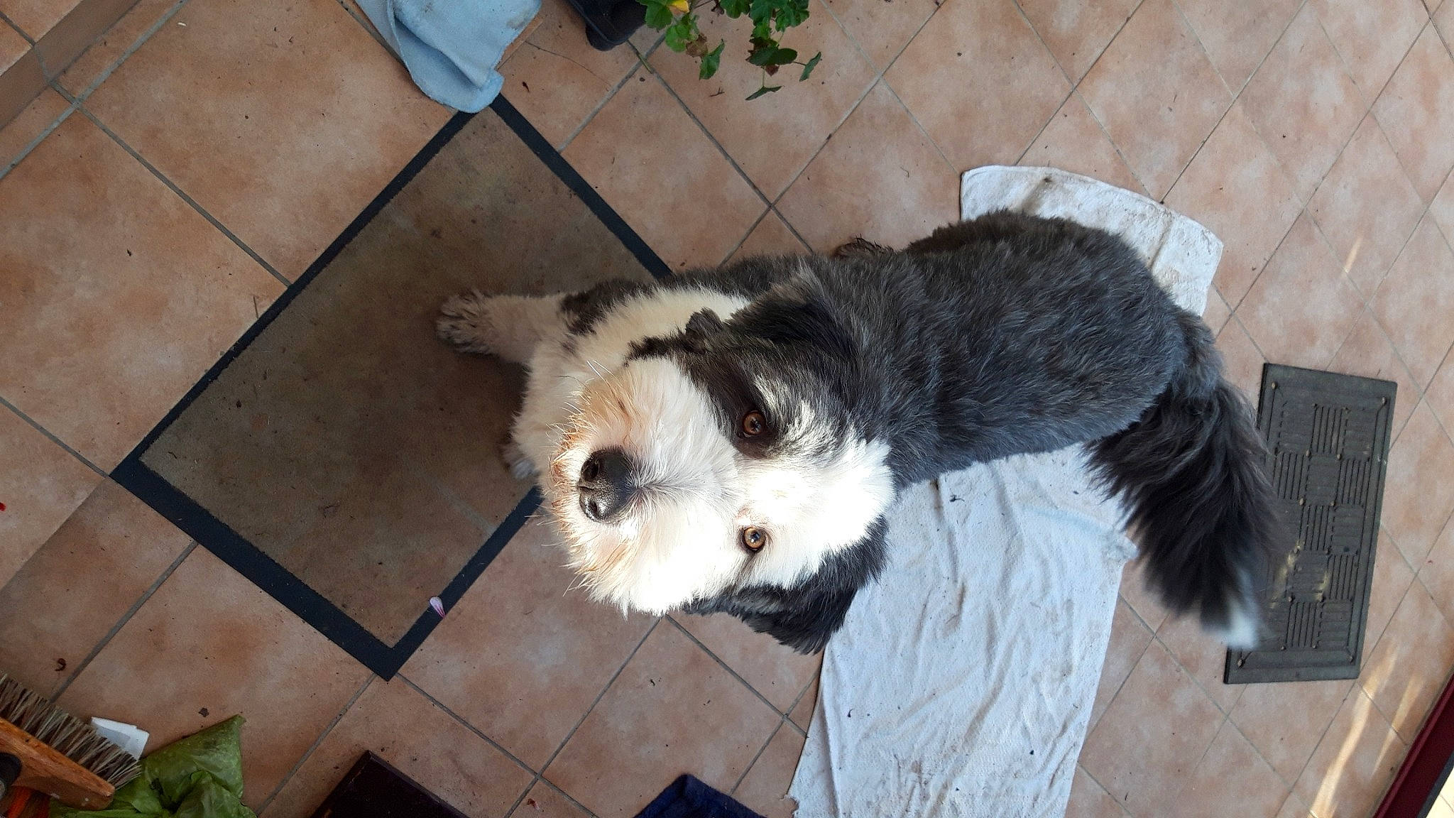 Lego participe au concours pour gagner de l'argent avec cette photo : canidae, carnivore, companion_dog, dog, dog_breed, dog_supply, floor, flooring, fur, natural_material, pet_supply, shadow, snout, sporting_group, terrestrial_animal, tile, tile_flooring, whiskers, working_animal, working_dog