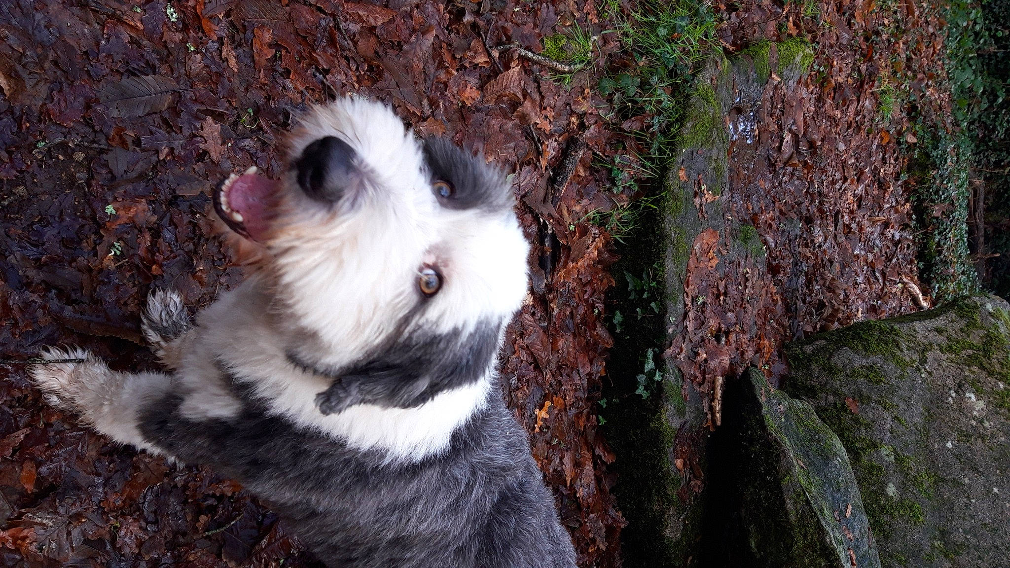 Lego participe au concours pour gagner de l'argent avec cette photo : canidae, carnivore, companion_dog, dog, dog_breed, fur, mammal, moss, non_vascular_land_plant, puppy, snout, terrestrial_animal, toy_dog, vertebrate, whiskers, working_animal, working_dog