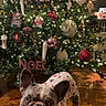 Mister is registered to the contest to win money with this photo: dog, french_bulldog, pajamas, christmas_tree, ornaments, holiday, lights, wooden_floor, indoor, pet, decorations, festive, cozy, cute, animal, christmas, tree, celebration, holiday_decor, christmas_lights