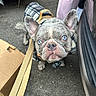 french_bulldog, dog, blue_eyes, leash, plaid_jacket, pet, animal, outdoor, pavement, curious, close_up, canine, companion, small_dog, walking, urban, box, car, ears_up, looking_up