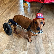 Chewy is registered to the contest to win money with this photo: dog, dachshund, wheelchair, pet, indoor, floor, wooden_floor, hat, patriotic, red, white, blue, animal, canine, disability, assistive_device, slippers, smiley_face, person, footwear