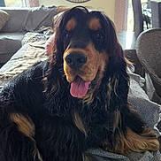 Wally participe au concours pour gagner de l'argent avec cette photo : dog, black, tan, long_fur, pet, indoor, blanket, living_room, clock, window, couch, furniture, tongue_out, relaxed, domestic_animal, canine, house, comfort, fur, animal