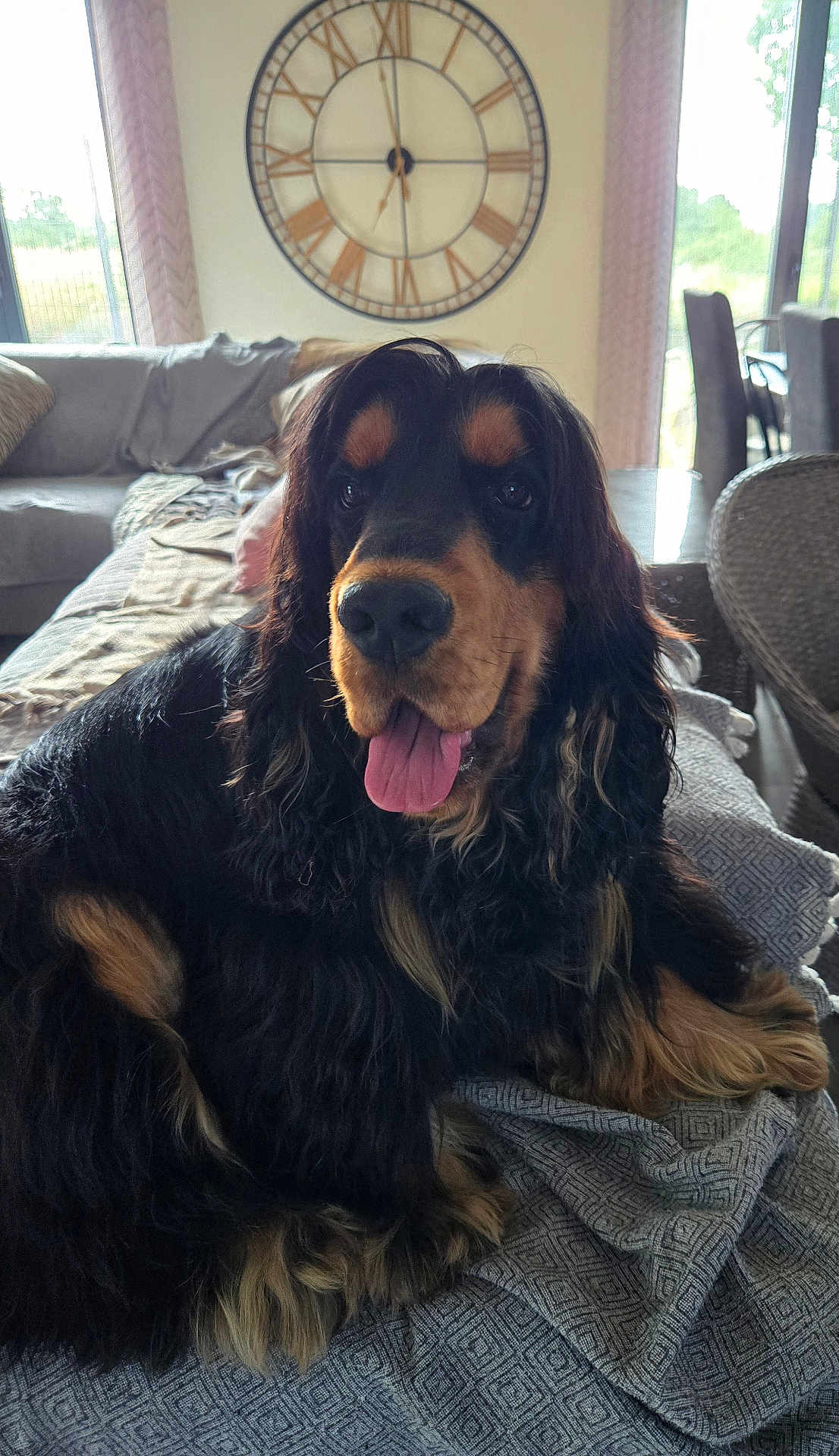 Wally participe au concours pour gagner de l'argent avec cette photo : dog, black, tan, long_fur, pet, indoor, blanket, living_room, clock, window, couch, furniture, tongue_out, relaxed, domestic_animal, canine, house, comfort, fur, animal