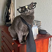 Venus joined the competition — help win amazing prizes! cat, gray_cat, glasses, tie, furniture, dresser, indoors, pet, animal, whiskers, curious, sitting, portrait, domestic_cat, cute, funny, accessory, feline, eyes, fur