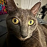 Venus is registered to the contest to win money with this photo: animal, bed, cat, close_up, cozy, curious, domestic, eyes, face, fan, feline, fur, gray_cat, indoor, pet, portrait, room, tapestry, whiskers, yellow_eyes