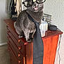 cat, gray_cat, glasses, tie, dresser, furniture, indoor, pet, animal, funny, costume, accessory, whiskers, ears, eyes, tongue, wood, room, decor, household