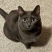 Venus joined the competition — help win amazing prizes! animal, carpet, cat, closeup, curious, cute, domestic_cat, ears, feline, fur, gray_cat, indoor, looking_up, mammal, pet, portrait, sitting, tail, whiskers, wide_eyes