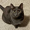 animal, carpet, cat, closeup, curious, cute, domestic_cat, ears, feline, fur, gray_cat, indoor, looking_up, mammal, pet, portrait, sitting, tail, whiskers, wide_eyes