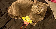 Venus joined the competition — help win amazing prizes! animal, bed, black_blanket, blanket, cat, colorful_background, cozy, cute, feathers, feline, gray_cat, indoor, pet, plush_toy, relaxed, resting, soft_toy, stars, tapestry, yellow_toy