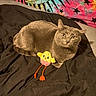 animal, bed, black_blanket, blanket, cat, colorful_background, cozy, cute, feathers, feline, gray_cat, indoor, pet, plush_toy, relaxed, resting, soft_toy, stars, tapestry, yellow_toy