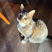 Luna joined the competition — help win amazing prizes! cat, tabby_cat, pet, indoor, hardwood_floor, sunlit, green_eyes, whiskers, paws, sitting, looking_up, fur, tail, shadow, chair_leg, rug, close_up, portrait, domestic_animal, floor_texture
