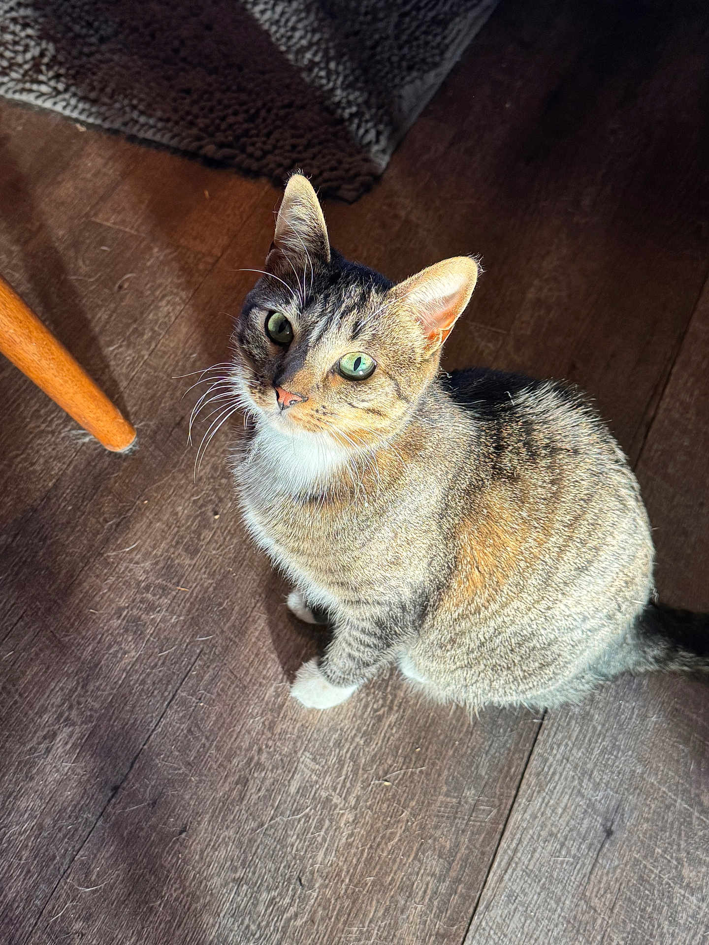 Luna joined the competition — help win amazing prizes! cat, tabby_cat, pet, indoor, hardwood_floor, sunlit, green_eyes, whiskers, paws, sitting, looking_up, fur, tail, shadow, chair_leg, rug, close_up, portrait, domestic_animal, floor_texture