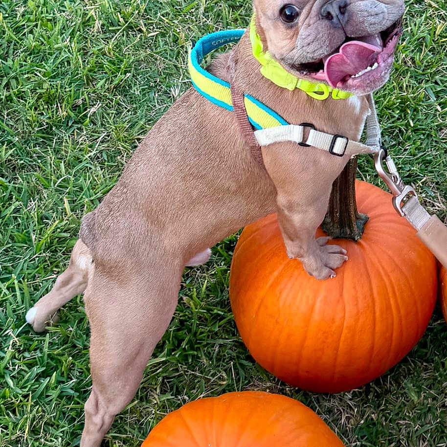 Mr. Hanky Panky is registered to the contest to win money with this photo: animal, boxer, bulldog, canine, dog, face, food, frenchbulldog, grass, head, lawn, person, pet, photography, plant, portrait, produce, puppy, squash, vegetable
