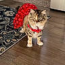 animal, cat, collar, cute, domestic_cat, dress, ears, eyes, feline, floor, fluffy, indoor, patterned_rug, pet, red, rug, standing, tabby, whiskers, wooden_floor
