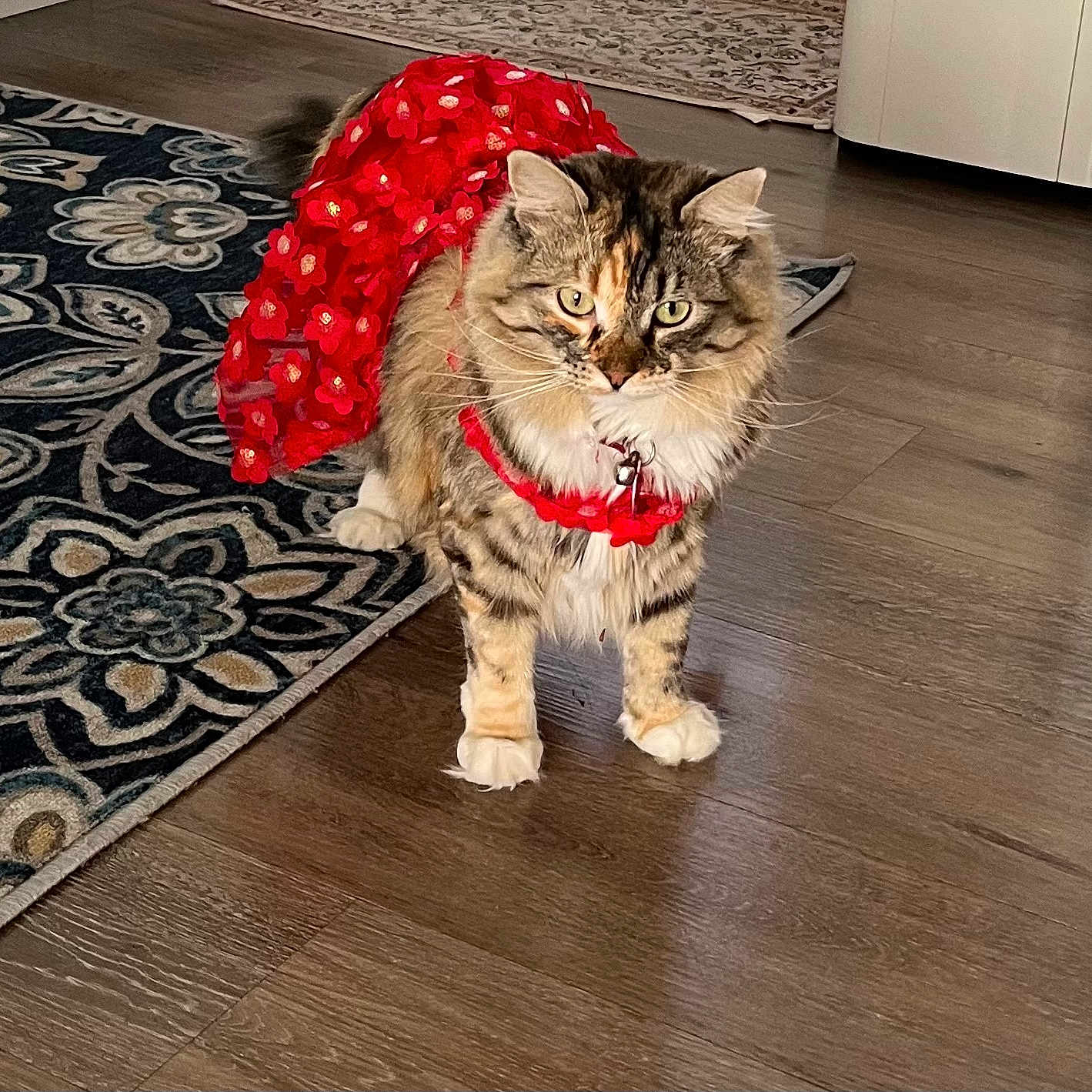 Cleo