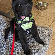 Bagheera participe au concours pour gagner de l'argent avec cette photo : puppy, dog, black_dog, harness, leash, rug, floor, dog_bowl, indoor, pet, cute, sitting, tongue_out, happy, young_dog, furry, animal, canine, domestic_animal, pet_accessory