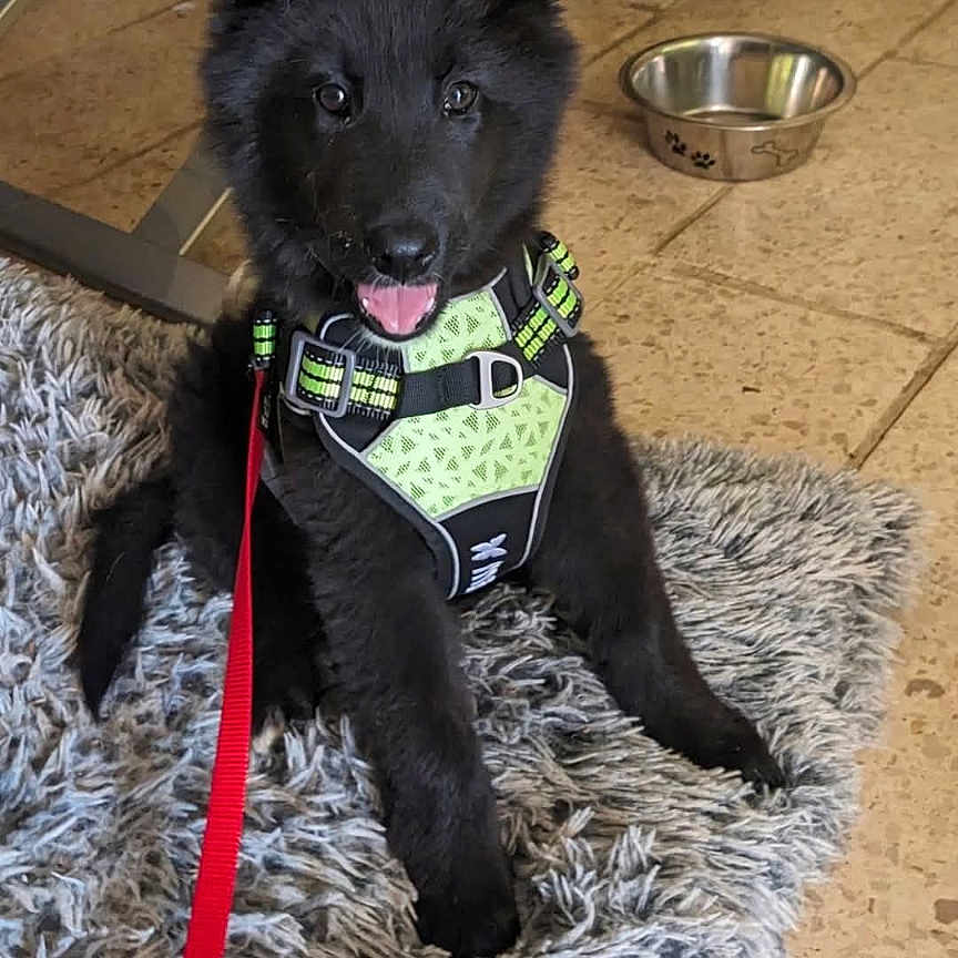Bagheera