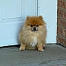 dog, pomeranian, fluffy, small_dog, orange_fur, long_fur, sitting, portrait, front_door, doorway, brick_wall, outdoor, concrete, doormat, black_nose, dark_eyes, cute, pet, canine, centered_composition