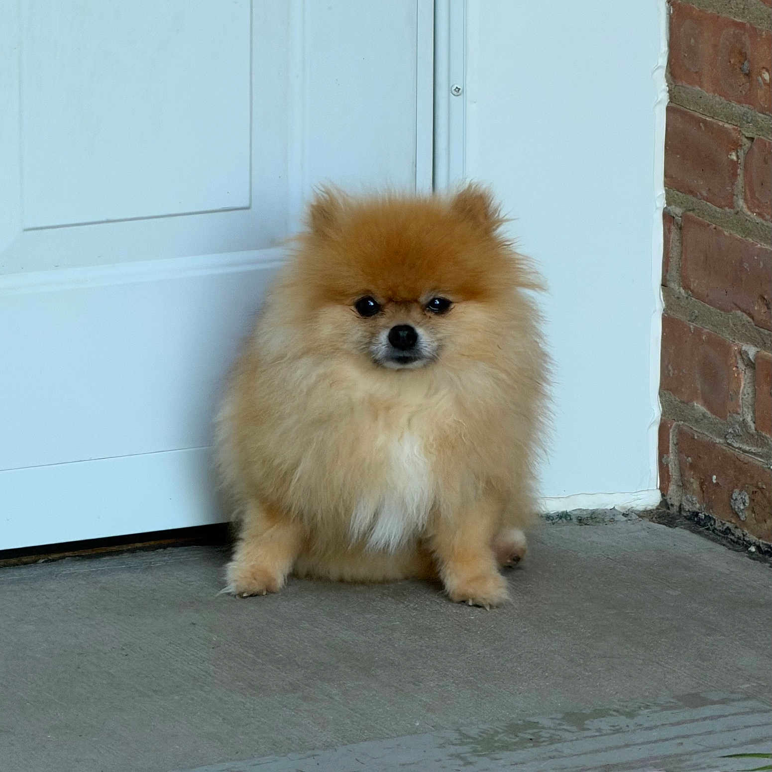 Toby Quinones is registered to the contest to win money with this photo: dog, pomeranian, fluffy, small_dog, orange_fur, long_fur, sitting, portrait, front_door, doorway, brick_wall, outdoor, concrete, doormat, black_nose, dark_eyes, cute, pet, canine, centered_composition