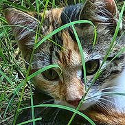 Willow is registered to the contest to win money with this photo: cat, tabby, grass, outdoor, animal, nature, close_up, face, fur, green, eyes, whiskers, mammal, wildlife, camouflage, pet, leaf, plant, curious, resting