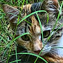 cat, tabby, grass, outdoor, animal, nature, close_up, face, fur, green, eyes, whiskers, mammal, wildlife, camouflage, pet, leaf, plant, curious, resting