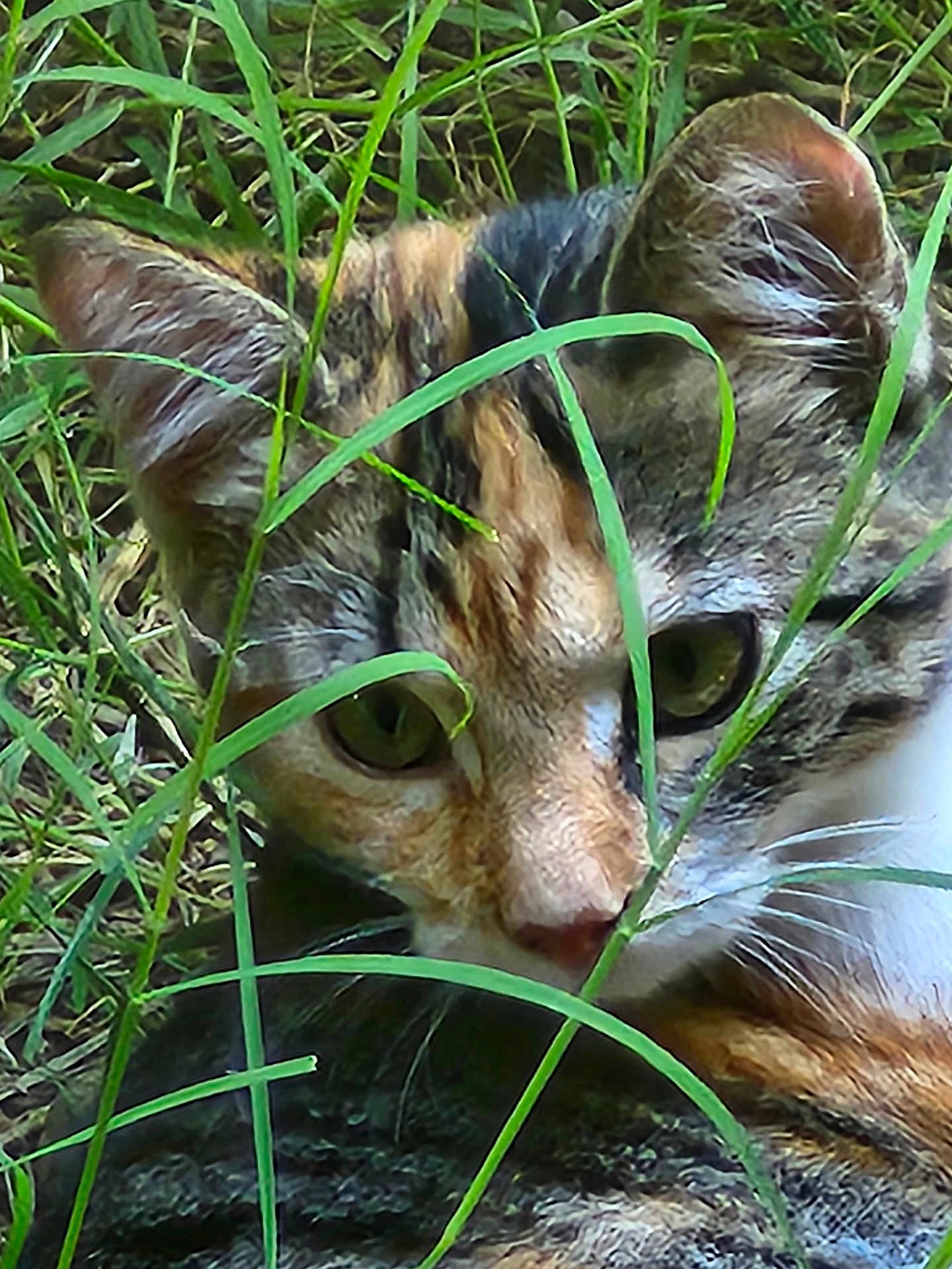 Willow
