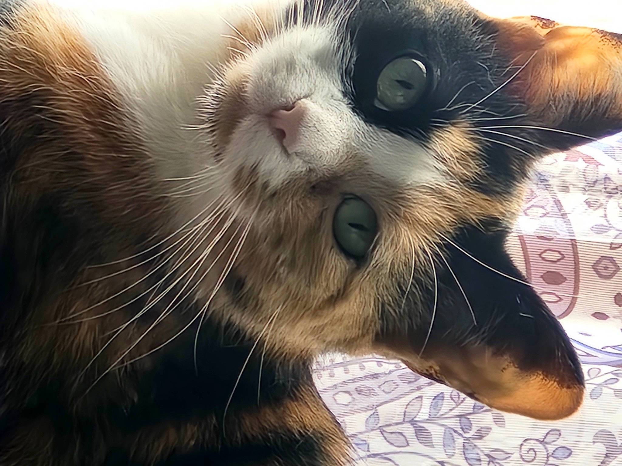 Millie joined the competition — help win amazing prizes! balinese, black_cat, carnivore, cat, claw, domestic_short_haired_cat, fang, fawn, felidae, foot, fur, paw, small_to_medium_sized_cats, snout, tail, terrestrial_animal, thai, whiskers, wildlife