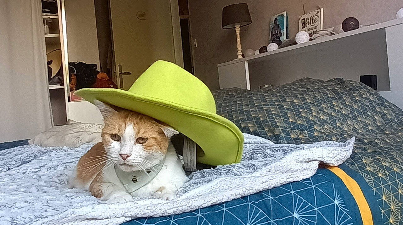 Fanta a rejoint le concours — aidez-le/la à gagner de superbes lots ! bag, bed_sheet, bedding, carnivore, cat, cat_supply, comfort, domestic_short_haired_cat, fashion_accessory, felidae, fur, hat, linens, pattern, sitting, small_to_medium_sized_cats, sun_hat, tail, textile, whiskers