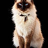 cat, feline, fluffy, long_hair, blue_eyes, sitting, portrait, collar, bell, whiskers, ears, paws, brown, cream, black_background, studio, symmetrical, close_up, pet, animal