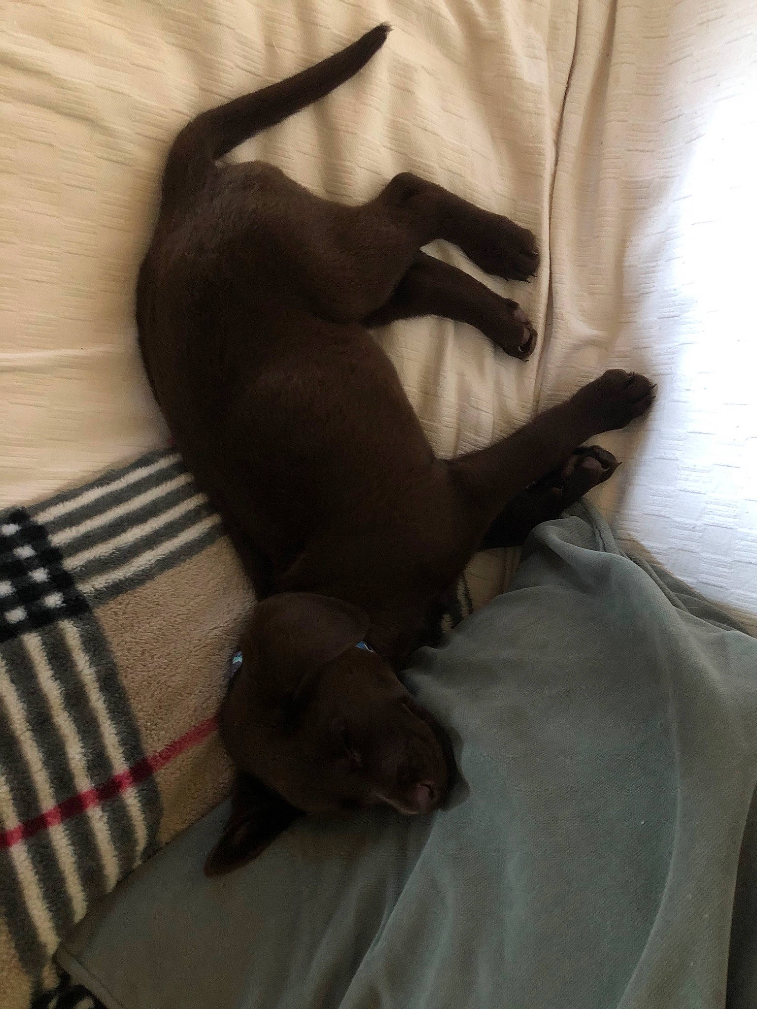 Ford joined the competition — help win amazing prizes! canidae, carnivore, dog, dog_breed, fawn, greyhound, italian_greyhound, non_sporting_group, puppy, sporting_group, tail, toy_dog, weimaraner