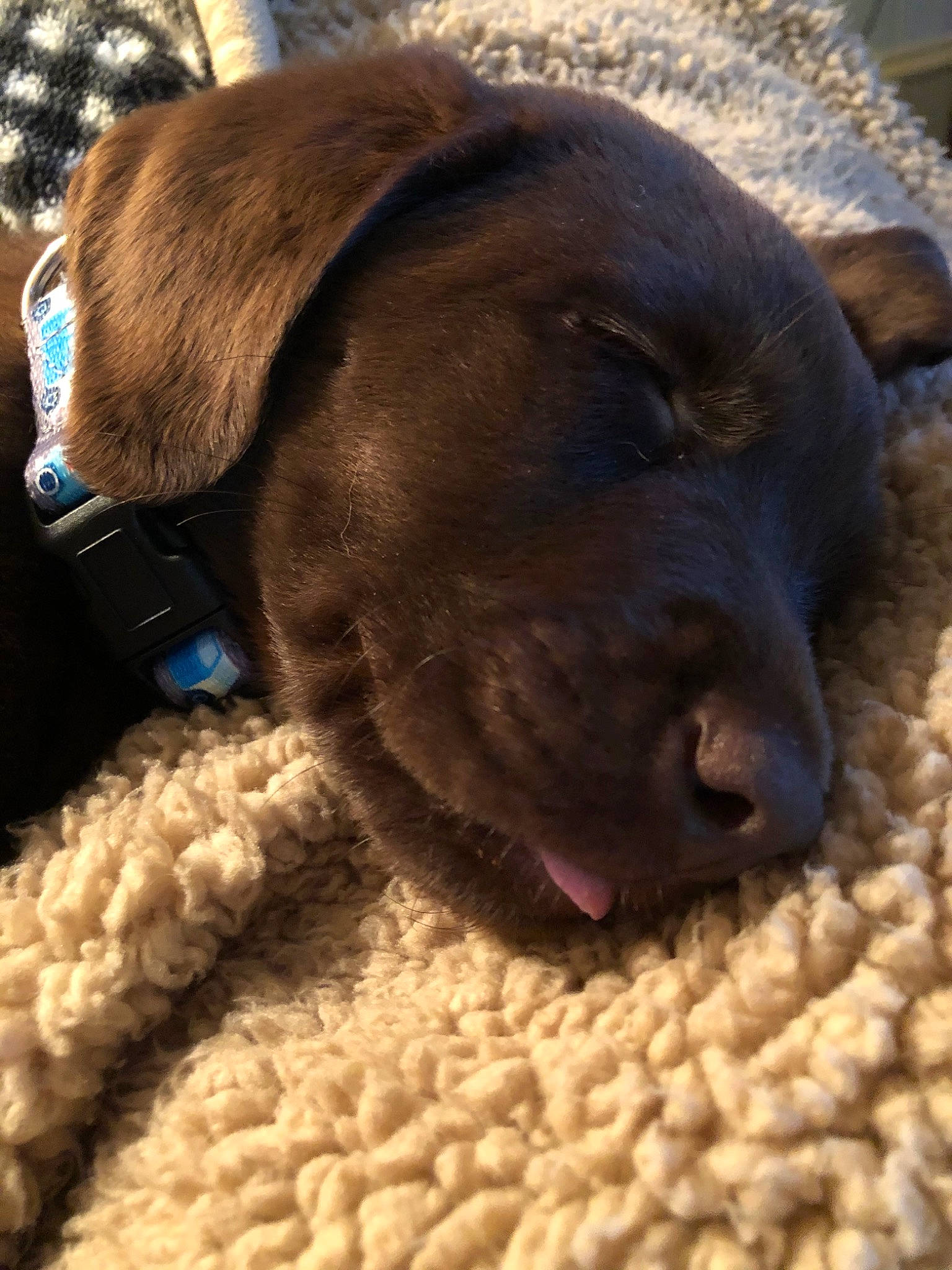 Ford joined the competition — help win amazing prizes! beagador, canidae, carnivore, dog, dog_breed, fawn, fur, labrador_retriever, nose, pointing_breed, puppy, retriever, snout, sporting_group