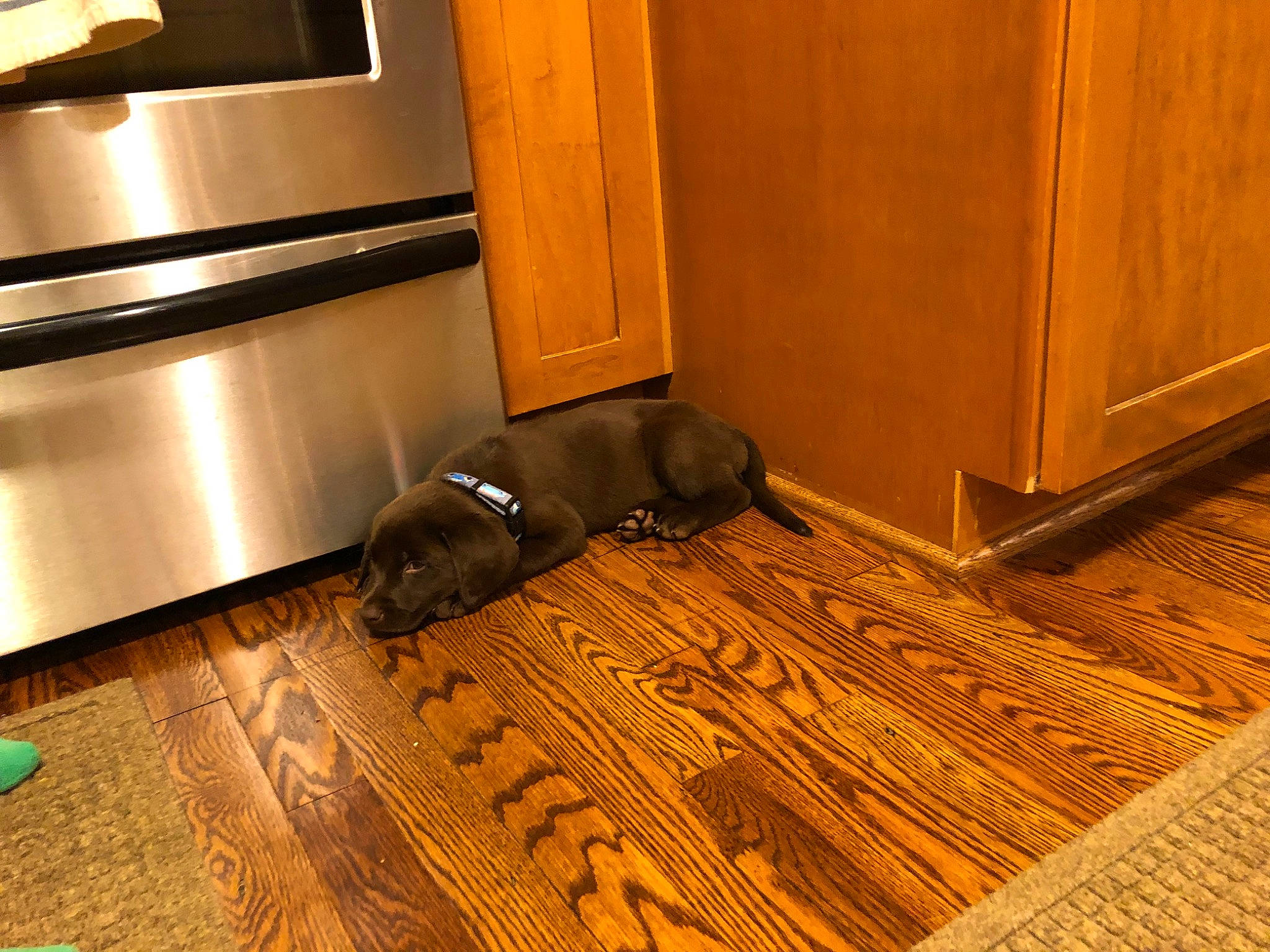 Ford joined the competition — help win amazing prizes! canidae, floor, flooring, hardwood, laminate_flooring, plywood, room, sporting_group, tile, varnish, wood, wood_flooring, wood_stain