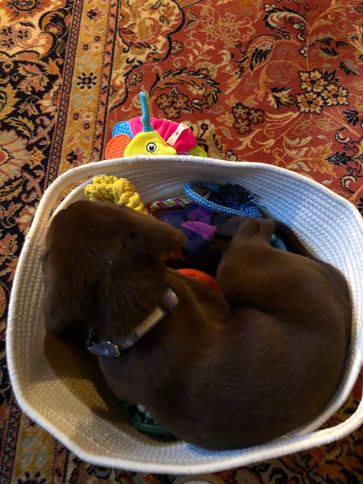 Ford is registered to the contest to win money with this photo: canidae, carnivore, dog, fawn, labrador_retriever, puppy, sporting_group