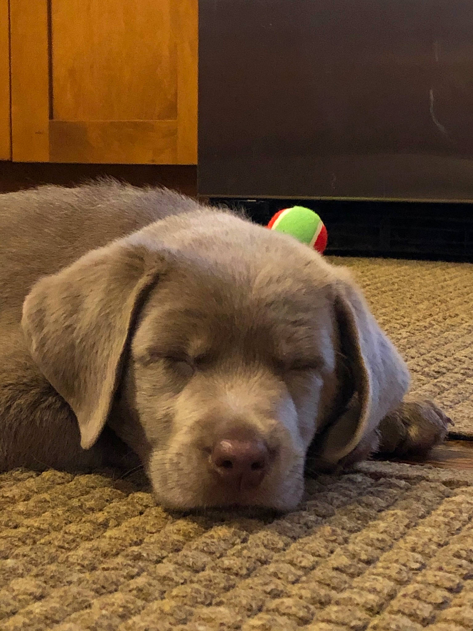 Oak is registered to the contest to win money with this photo: beagador, canidae, carnivore, chesapeake_bay_retriever, dog, dog_breed, ear, fawn, labrador_retriever, mammal, pointing_breed, puppy, retriever, snout, sporting_group, vertebrate, weimaraner