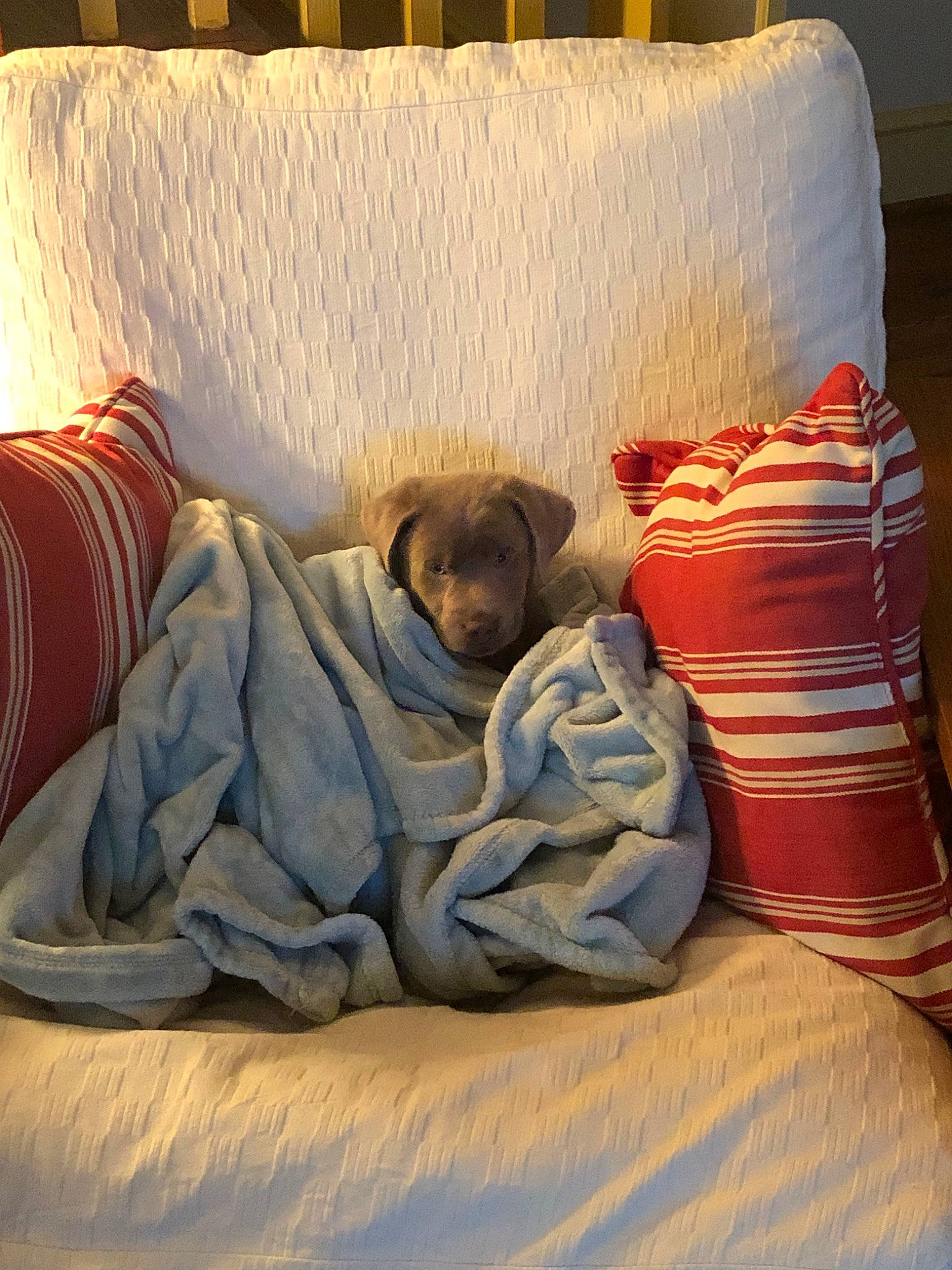 Oak joined the competition — help win amazing prizes! bed_sheet, bedtime, blanket, canidae, carnivore, comfort, companion_dog, couch, fawn, furniture, linens, nap, pillow, room, sleep, textile