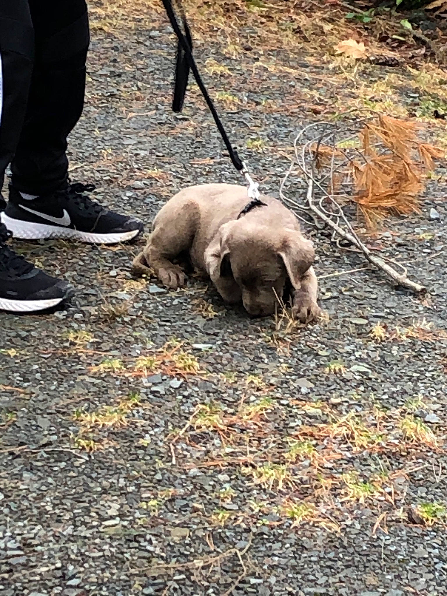 Oak joined the competition — help win amazing prizes! canidae, carnivore, dog, dog_breed, fawn, snout, sporting_group, tree, weimaraner