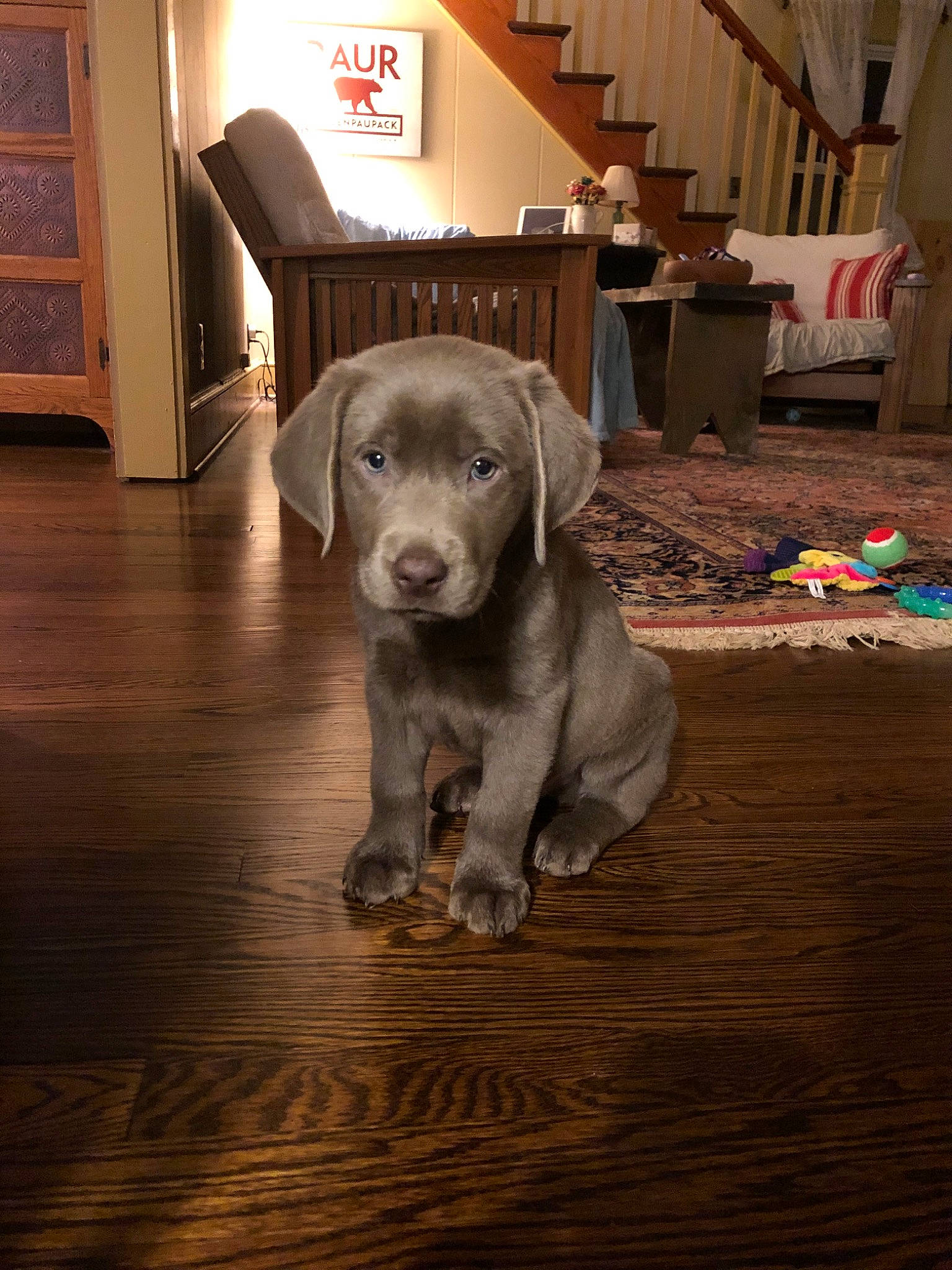 Oak joined the competition — help win amazing prizes! beagador, blue_lacy, canidae, carnivore, chesapeake_bay_retriever, companion_dog, dog, dog_breed, fawn, labrador_retriever, mammal, pointing_breed, puppy, snout, sporting_group, vertebrate, weimaraner