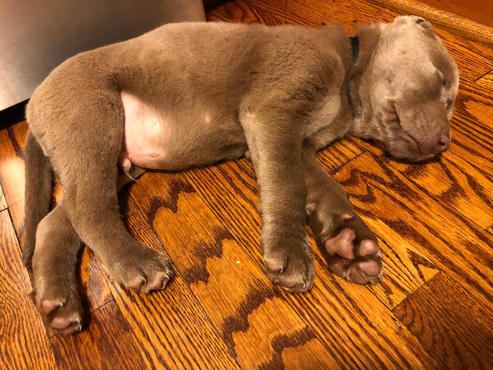 Oak joined the competition — help win amazing prizes! canidae, carnivore, dog, dog_breed, fawn, great_dane, guard_dog, mammal, non_sporting_group, puppy, snout, sporting_group, vertebrate, weimaraner