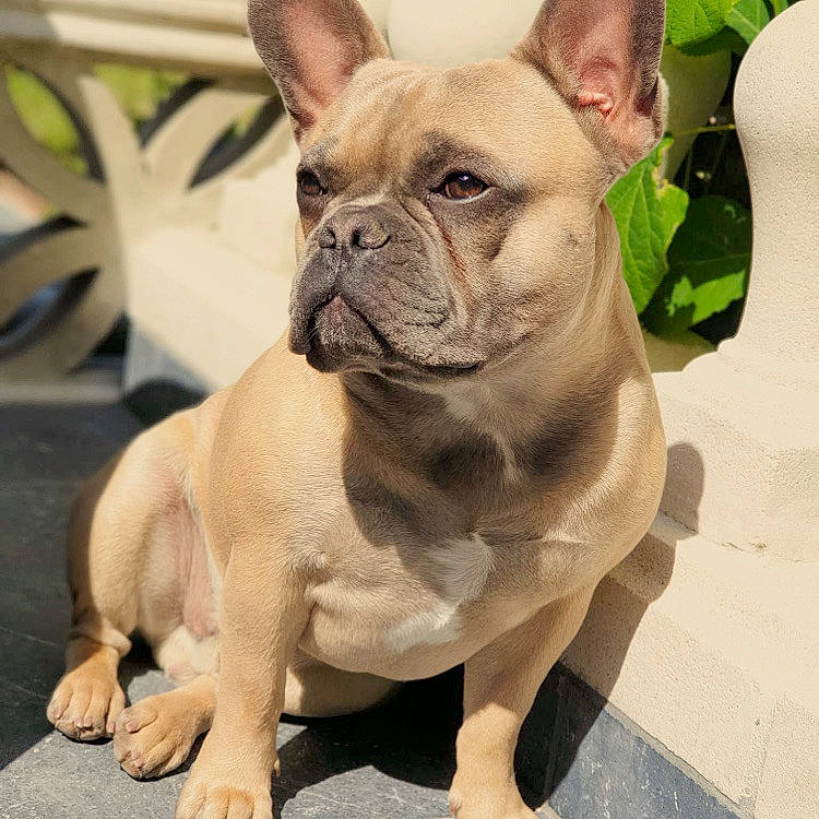 Homer a rejoint le concours — aidez-le/la à gagner de superbes lots ! ancient_dog_breeds, bulldog, canidae, carnivore, companion_dog, dog, dog_breed, fawn, french_bulldog, mammal, molosser, non_sporting_group, puppy, puppy_love, rare_breed_dog, skin, snout, toy_bulldog, toy_dog, vertebrate