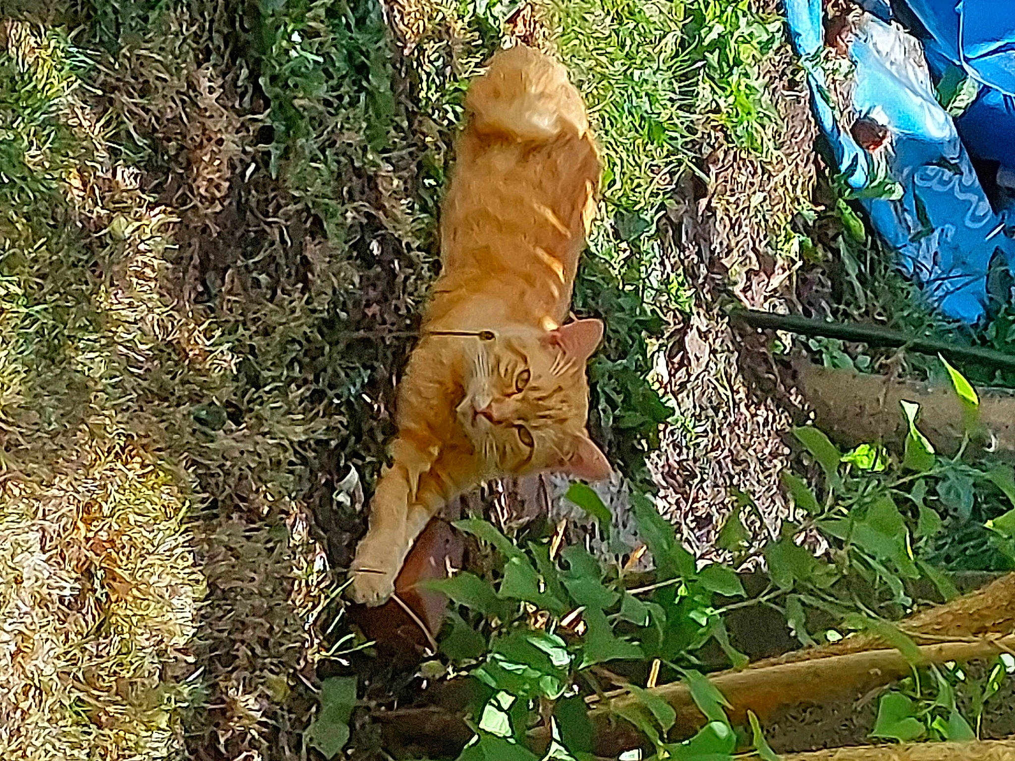 Spirou a rejoint le concours — aidez-le/la à gagner de superbes lots ! art, big_cats, carnivore, cat, fawn, felidae, grass, groundcover, organism, people_in_nature, plant, small_to_medium_sized_cats, tail, terrestrial_animal, terrestrial_plant, tree, trunk, twig, whiskers, wood