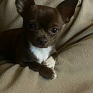 Pepe is registered to the contest to win money with this photo: dog, chihuahua, small_dog, brown_fur, white_fur, pet, animal, cute, cozy, blanket, fleece, indoor, portrait, looking_at_camera, ears_up, paw, resting, companion, domestic_animal, closeup