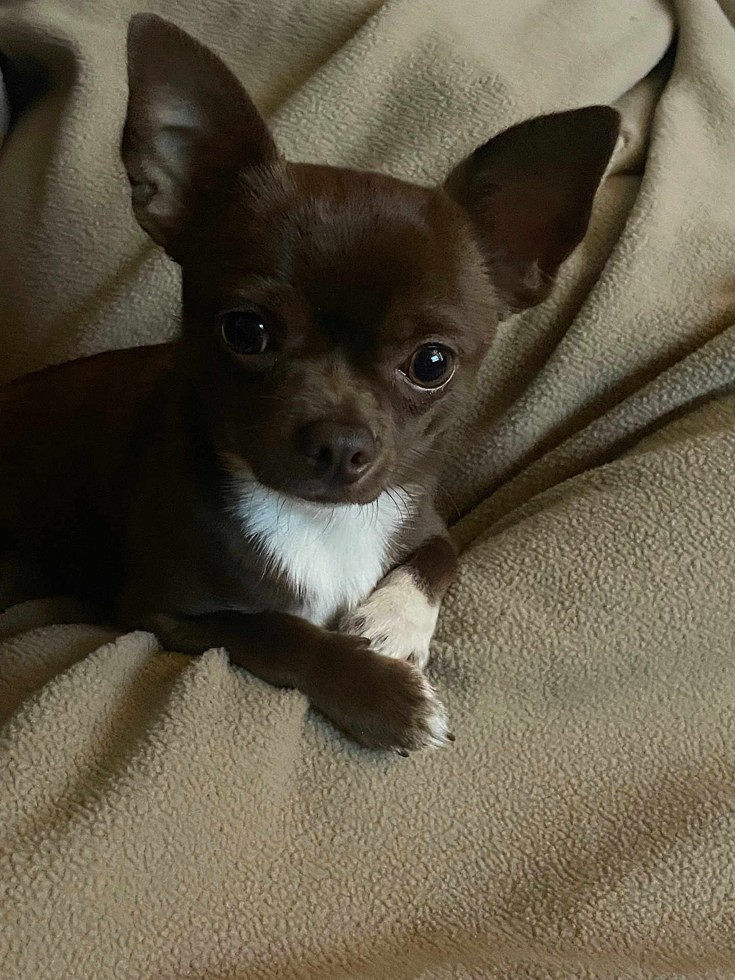 Pepe is registered to the contest to win money with this photo: dog, chihuahua, small_dog, brown_fur, white_fur, pet, animal, cute, cozy, blanket, fleece, indoor, portrait, looking_at_camera, ears_up, paw, resting, companion, domestic_animal, closeup