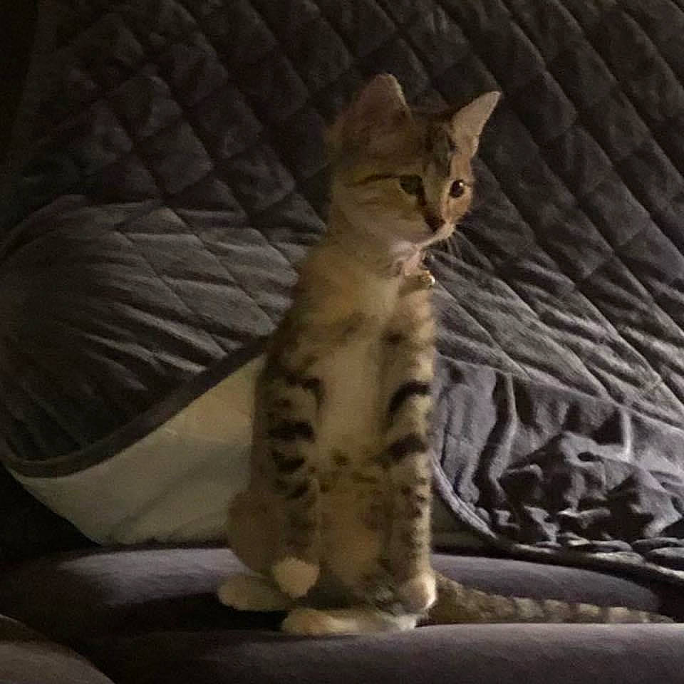 Sissy is registered to the contest to win money with this photo: carnivore, cat, cat_supply, claw, comfort, couch, darkness, domestic_short_haired_cat, eye, fawn, felidae, foot, fur, linens, paw, small_to_medium_sized_cats, snout, tail, terrestrial_animal, whiskers