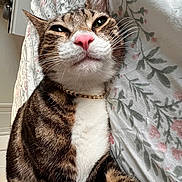 Loki joined the competition — help win amazing prizes! cat, tabby_cat, close_up, pink_nose, white_chest, gold_chain, pet, indoor, bedspread, floral_pattern, feline, whiskers, ears, relaxed, cute, animal, portrait, domestic_cat, striped, fur