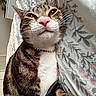 cat, tabby_cat, close_up, pink_nose, white_chest, gold_chain, pet, indoor, bedspread, floral_pattern, feline, whiskers, ears, relaxed, cute, animal, portrait, domestic_cat, striped, fur
