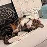 Loki joined the competition — help win amazing prizes! cat, tabby, pet, animal, indoor, white_surface, framed_art, hand_signs, map, united_states, curious, cute, paws, relaxed, fur, ears, eyes, collar, cozy, portrait