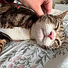 Loki is registered to the contest to win money with this photo: cat, tabby_cat, pet, animal, feline, resting, sleepy, pink_nose, whiskers, collar, hand, scratching, bed, blanket, floral_pattern, indoor, closeup, relaxing, cute, domestic_animal